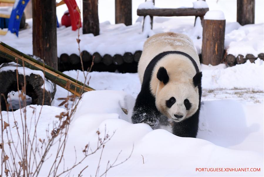 CHINA-JILIN-CHANGCHUN-GIANT PANDA-WINTER-ACTIVITY (CN)