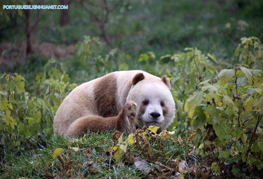 CHINA-SHAANXI-CAPTIVE BROWN GIANT PANDA-ADOPTION (CN)