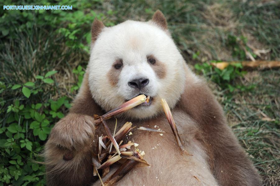 CHINA-SHAANXI-CAPTIVE BROWN GIANT PANDA-ADOPTION (CN)