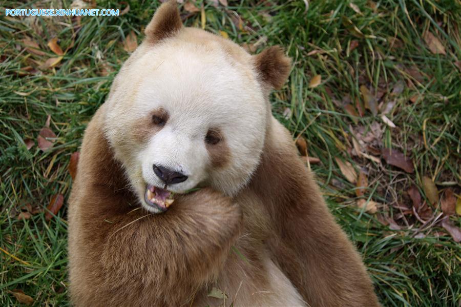 CHINA-SHAANXI-CAPTIVE BROWN GIANT PANDA-ADOPTION (CN)