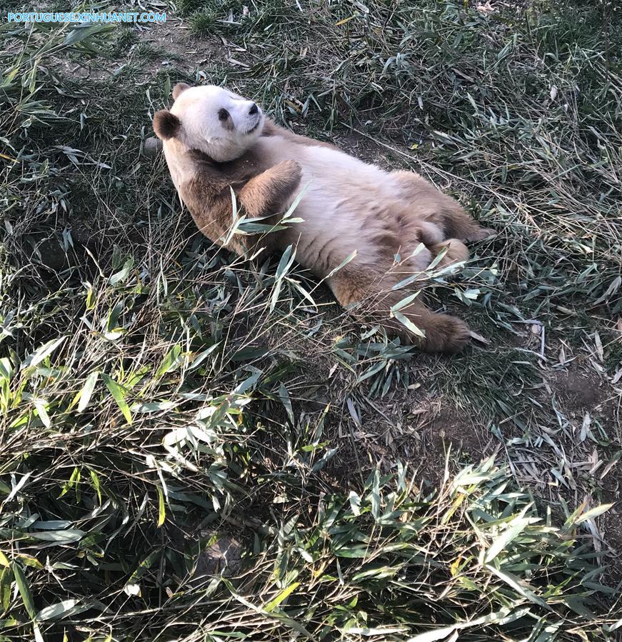 CHINA-SHAANXI-CAPTIVE BROWN GIANT PANDA-ADOPTION (CN)