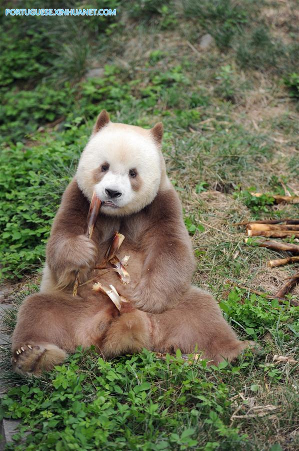 CHINA-SHAANXI-CAPTIVE BROWN GIANT PANDA-ADOPTION (CN)