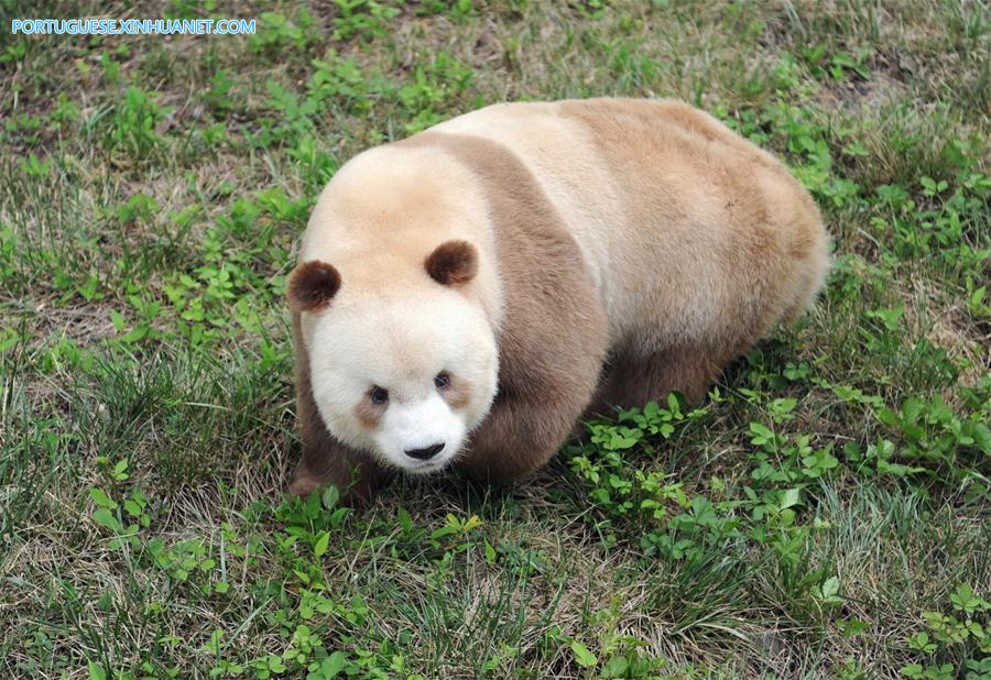 CHINA-SHAANXI-CAPTIVE BROWN GIANT PANDA-ADOPTION (CN)