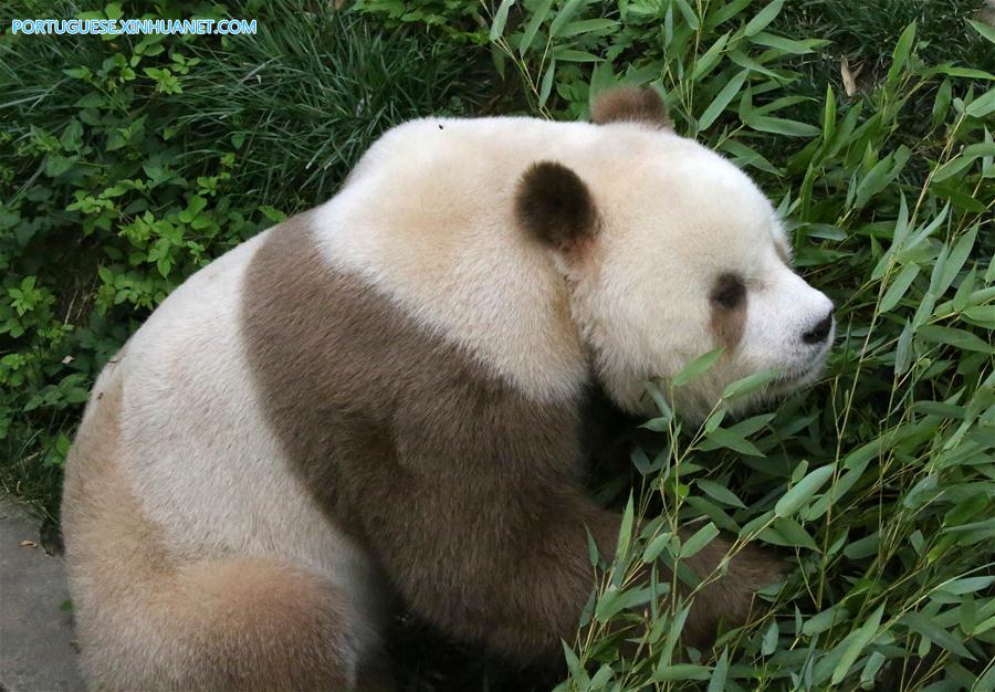 CHINA-SHAANXI-CAPTIVE BROWN GIANT PANDA-ADOPTION (CN)