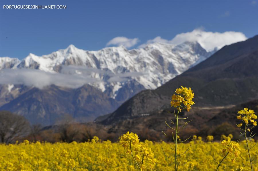 CHINA-TIBET-COLE FLOWER (CN)