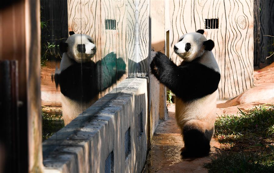 CHINA-HAIKOU-GIANT PANDAS-WINTER ACTIVITY (CN)
