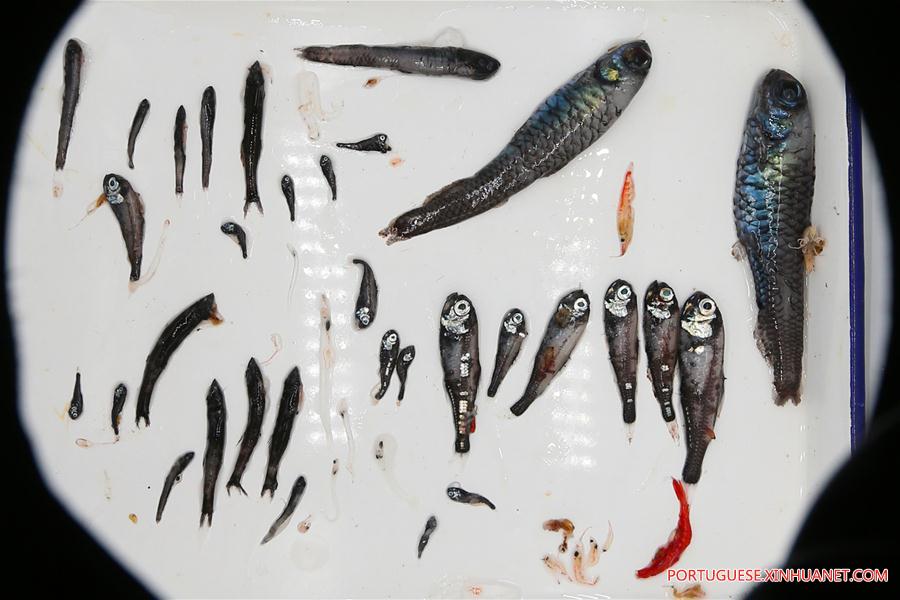 (EyesonSci) CHINA-ICEBREAKERS-XUELONG 2-ANTARCTIC EXPEDITION-FISH SAMPLE