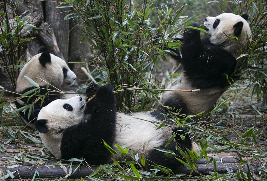 CHINA-CHENGDU-GIANT PANDA (CN)