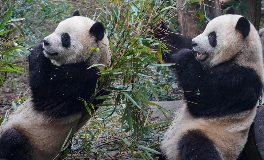 CHINA-CHENGDU-GIANT PANDA (CN)