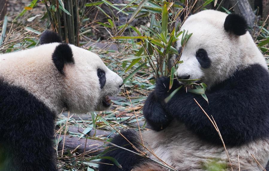 CHINA-CHENGDU-GIANT PANDA (CN)