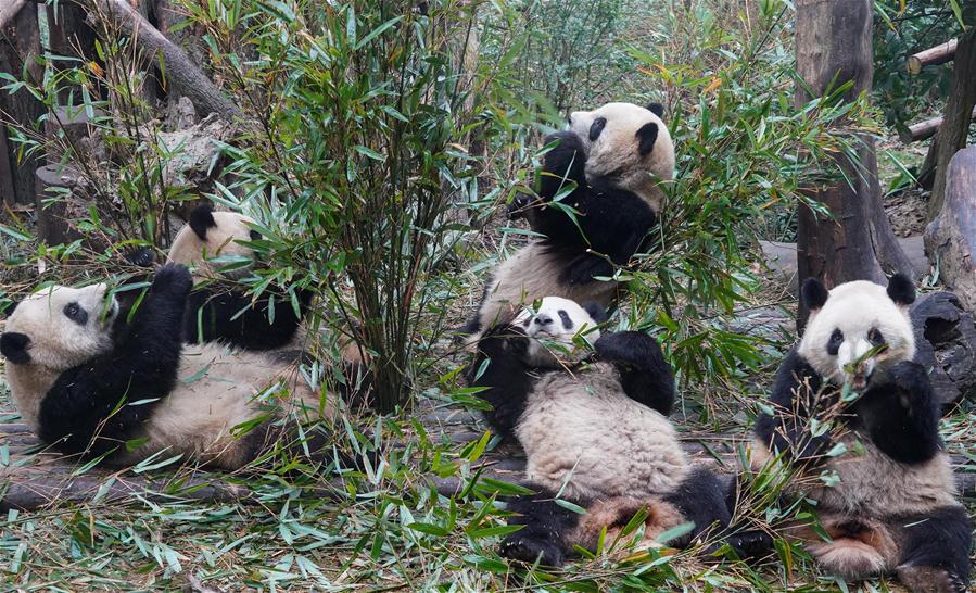 CHINA-CHENGDU-GIANT PANDA (CN)