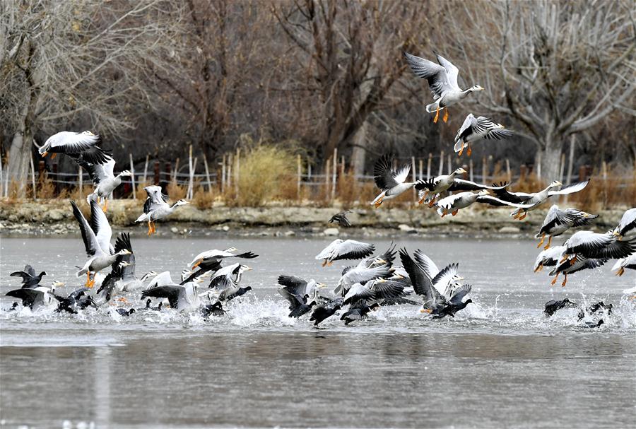 CHINA-TIBET-LHASA-LHALU WETLAND (CN)