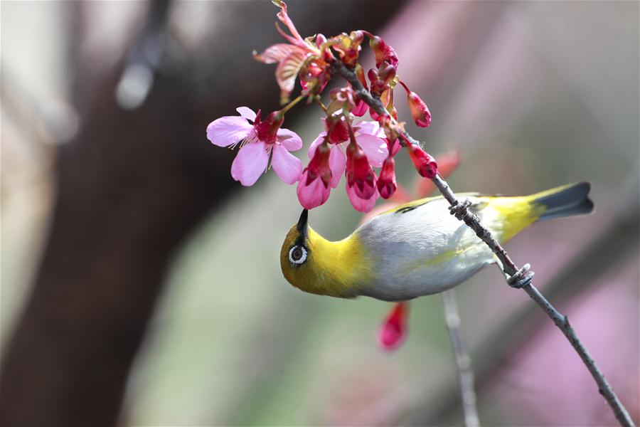 CHINA-GUIZHOU-GUIYANG-WHITE-EYE-BIRD (CN)