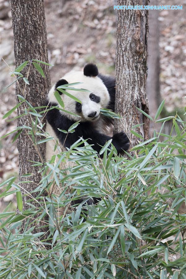 #CHINA-SHAANXI-HANZHONG-GIANT PANDA-WILD TRAINING (CN)