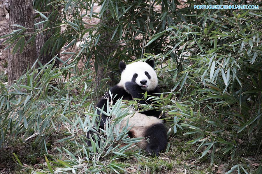 #CHINA-SHAANXI-HANZHONG-GIANT PANDA-WILD TRAINING (CN)