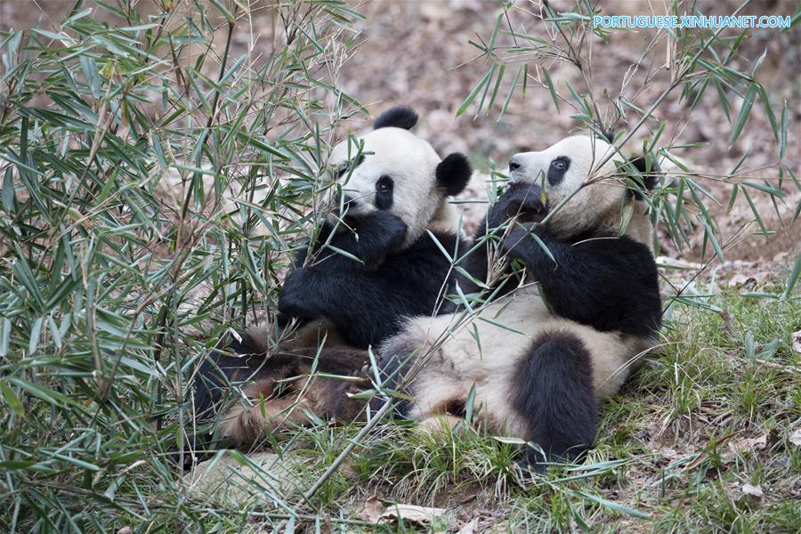 #CHINA-SHAANXI-HANZHONG-GIANT PANDA-WILD TRAINING (CN)