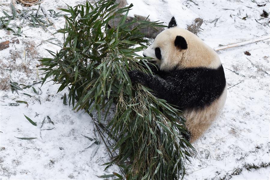 CHINA-QINGHAI-XINING-SNOW-GIANT PANDAS (CN)