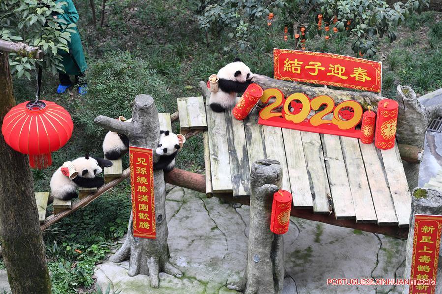 CHINA-CHONGQING-GIANT PANDAS-NEW YEAR GREETING (CN)