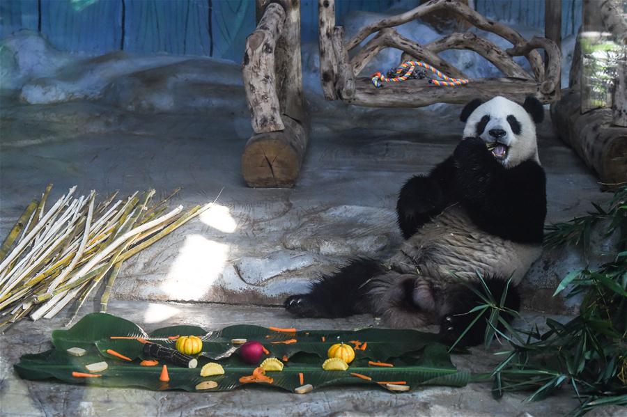 CHINA-HAIKOU-GIANT PANDAS-SPRING FESTIVAL-FOOD (CN)