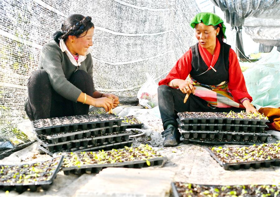 CHINA-TIBET-XIGAZE-VEGETABLE INDUSTRY (CN)