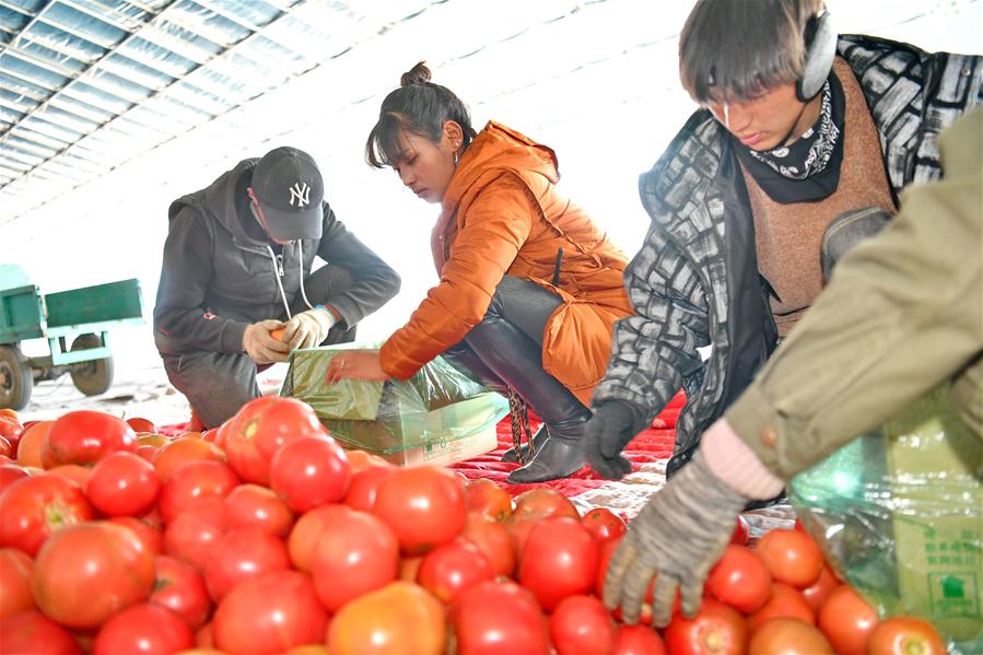 CHINA-TIBET-XIGAZE-VEGETABLE INDUSTRY (CN)