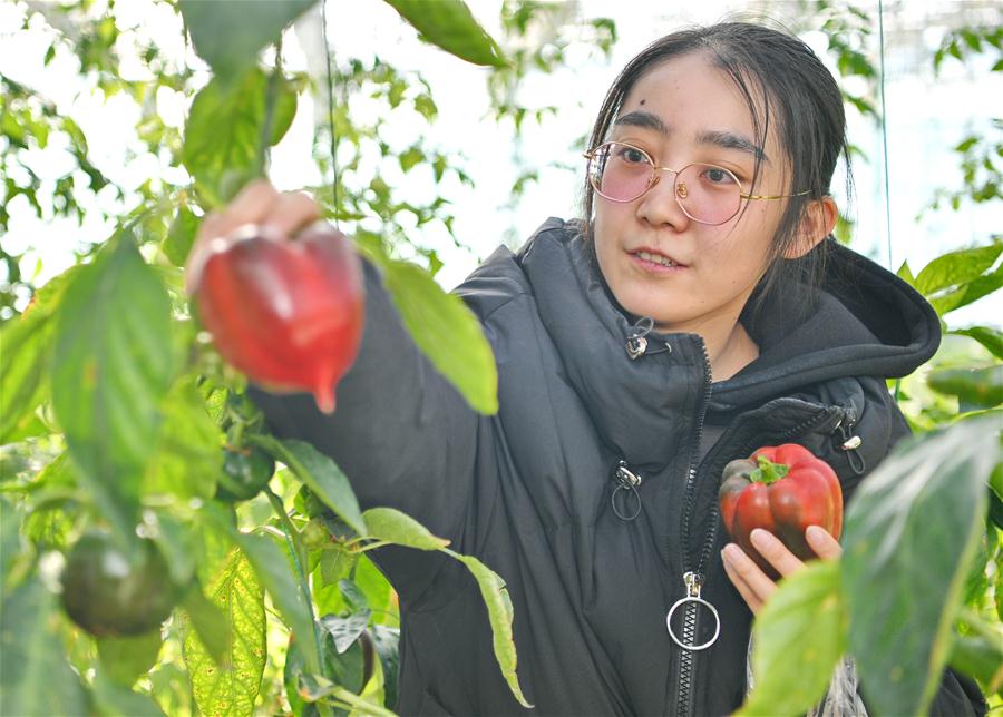 CHINA-TIBET-XIGAZE-VEGETABLE INDUSTRY (CN)