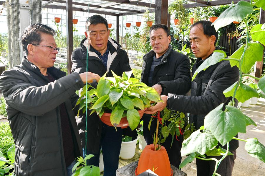 CHINA-TIBET-XIGAZE-VEGETABLE INDUSTRY (CN)