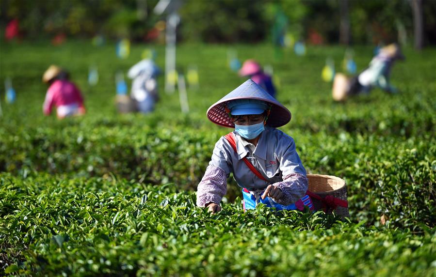 CHINA-HAINAN-BAISHA-SPRING TEA-WORK RESUMPTION (CN)