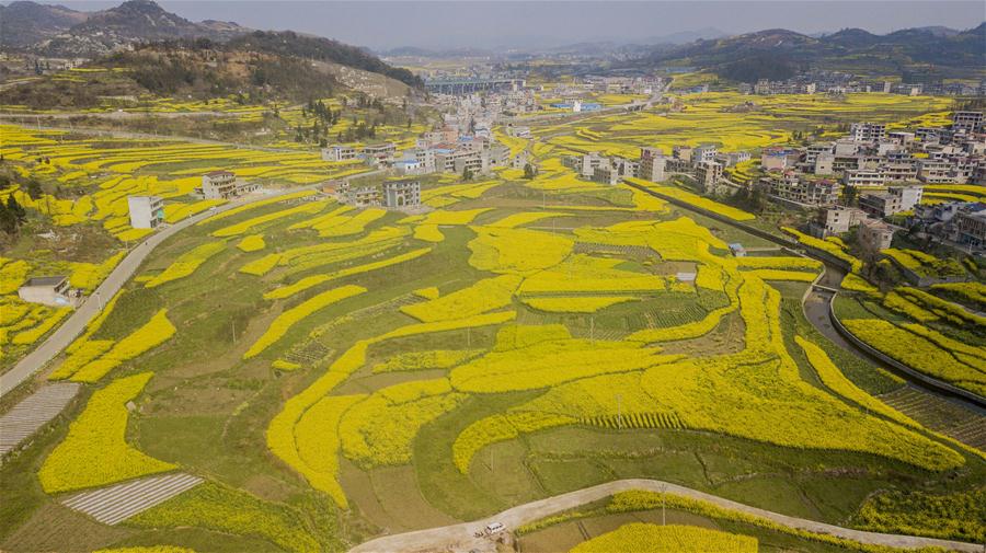 #CHINA-GUIZHOU-ANSHUN-RAPE FLOWERS (CN)