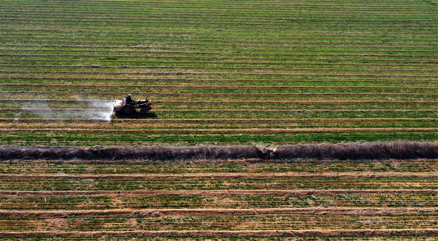 #CHINA-EARLY SPRING-FARMING (CN)