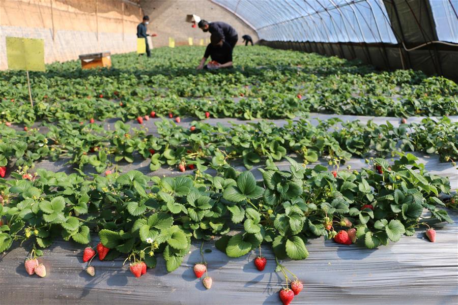 #CHINA-EARLY SPRING-FARMING (CN)
