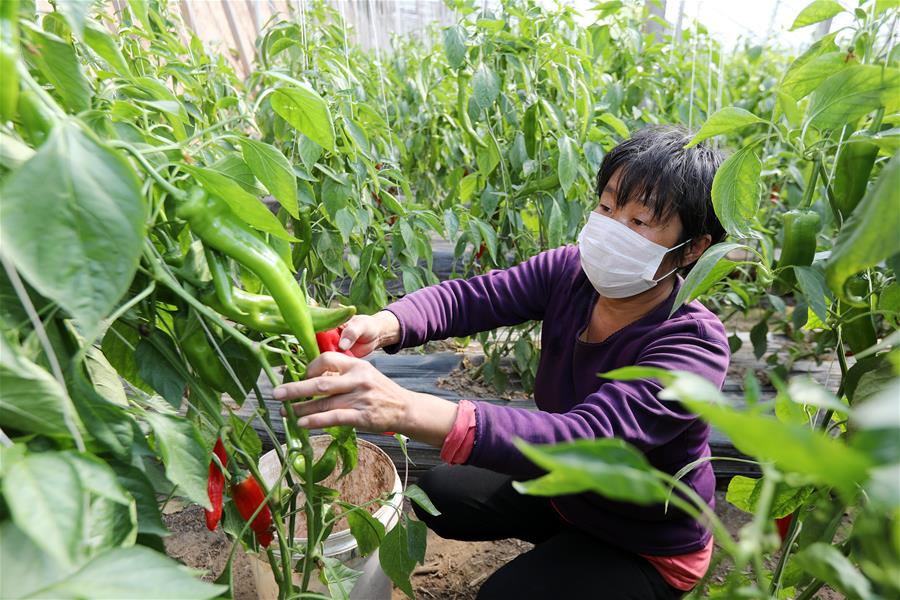 CHINA-HEBEI-HENGSHUI-GREENHOUSE AGRICULTURE (CN)