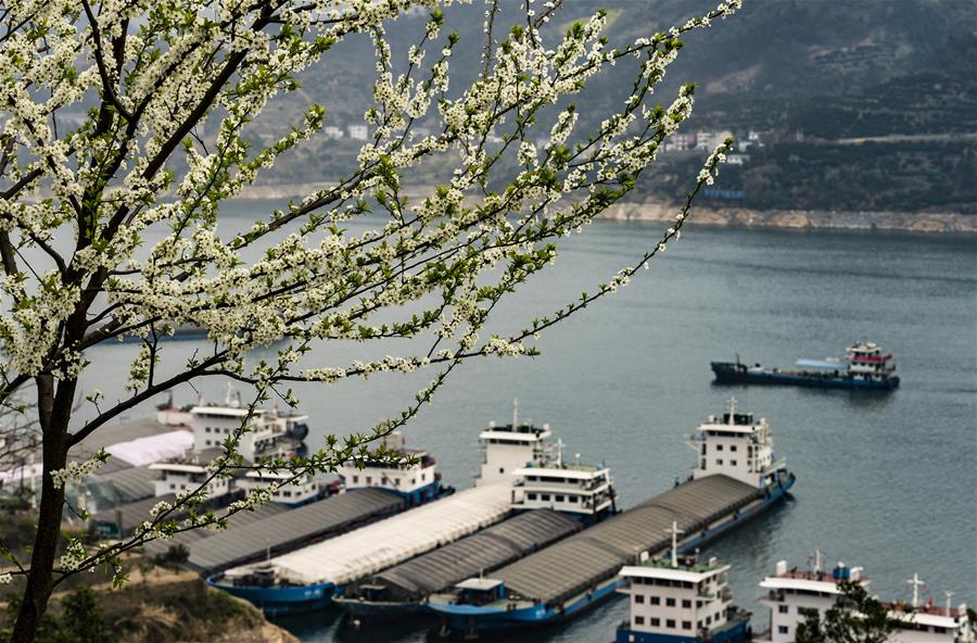 #CHINA-HUBEI-YICHANG-THREE GORGES-SPRING SCENERY (CN)