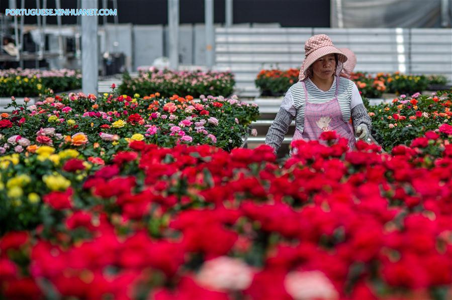 CHINA-YUNNAN-FLOWER PLANTING INDUSTRY (CN)