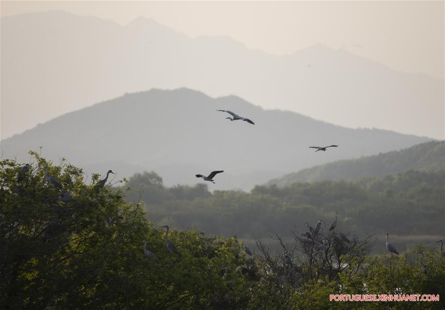 CHINA-JIANGXI-DUCHANG COUNTY-MIGRANT BIRD PROTECTION (CN)