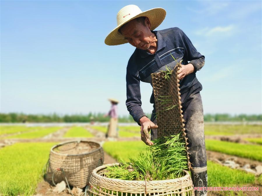CHINA-HUNAN-FARMING (CN)