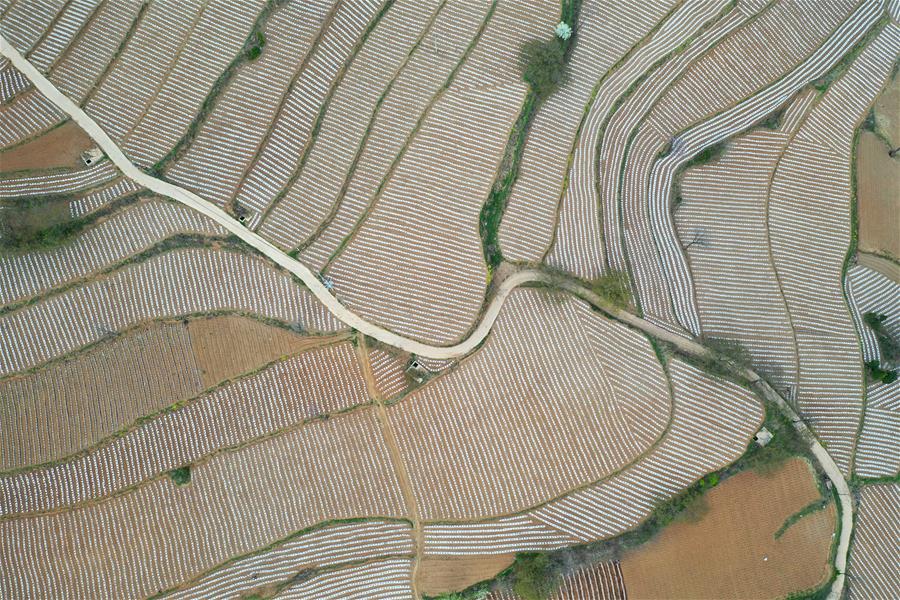 CHINA-HENAN-SANMENXIA-AGRICULTURE (CN)
