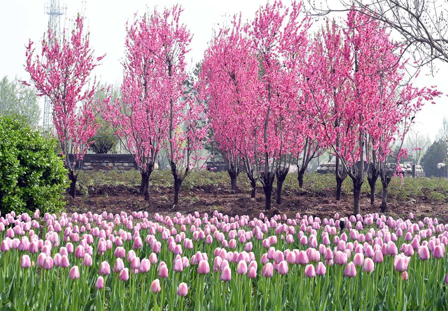 CHINA-TIANJIN-TULIP FLOWERS (CN)