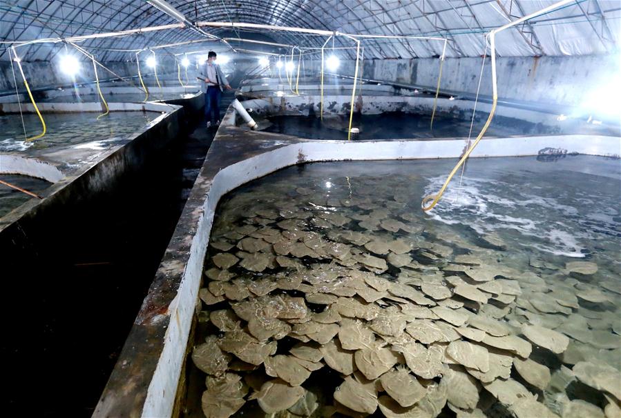 #CHINA-SHANDONG-FISHERY-PRODUCTION RESUMPTION (CN)