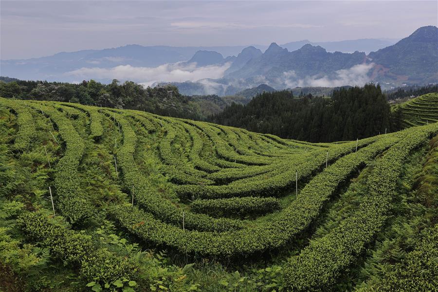 CHINA-SICHUAN-TEA PLANTATION-SCENERY (CN)