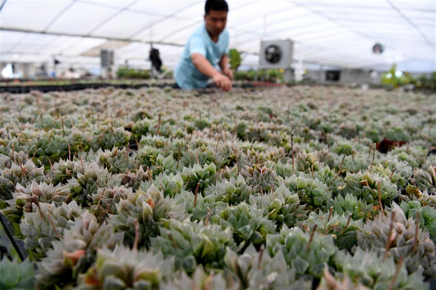 CHINA-ANHUI-SUCCULENTS-CULTIVATION(CN)