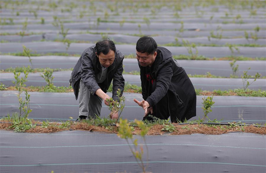 CHINA-SICHUAN-BUTUO-BLUEBERRY INDUSTRY (CN)