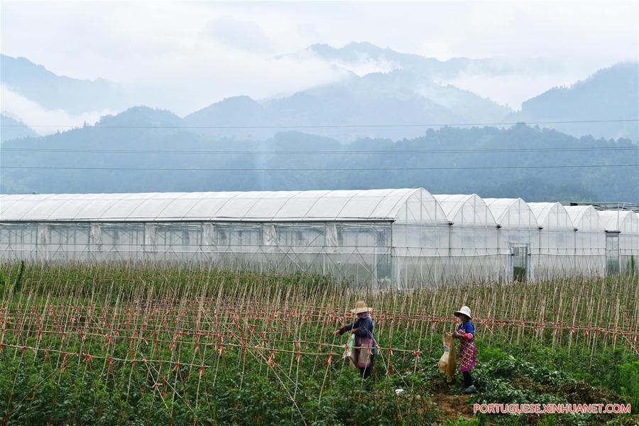 CHINA-GUIZHOU-RONGJIANG-AGRICULTURE-POVERTY ALLEVIATION (CN)