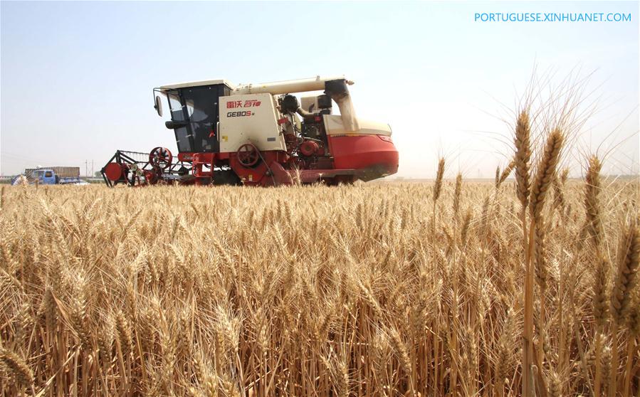 #CHINA-AGRICULTURE-WHEAT HARVEST (CN)