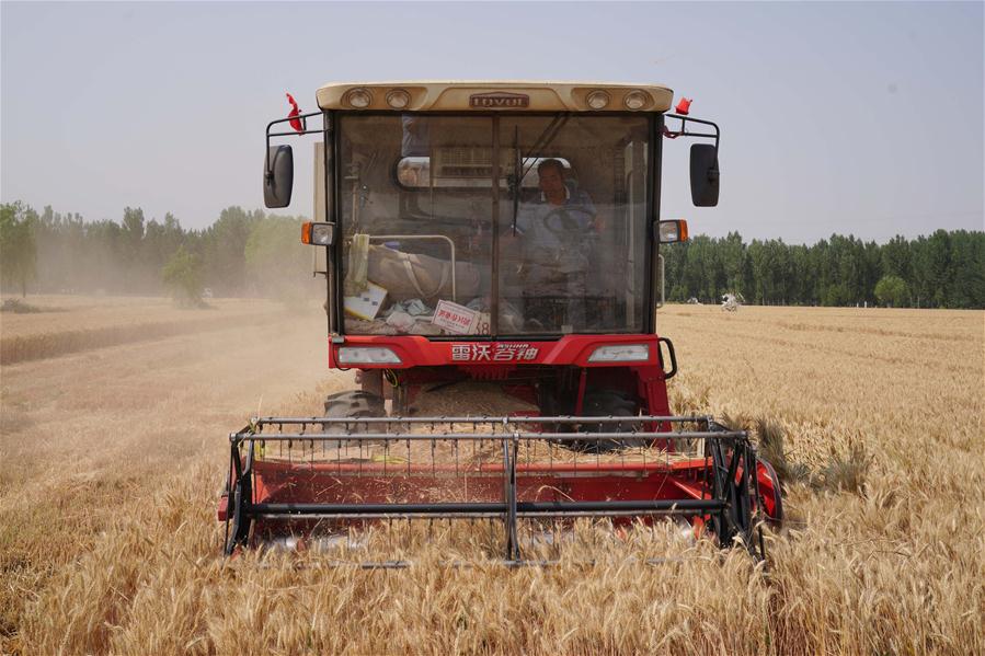 CHINA-AGRICULTURE-WHEAT HARVEST (CN)