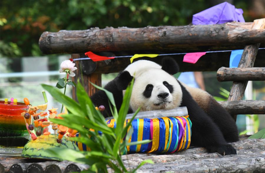 CHINA-JILIN-GIANT PANDAS-BIRTHDAY (CN)