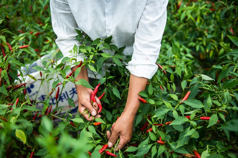 CHINA-GUIZHOU-ZUNYI-CHILI-HARVEST (CN)