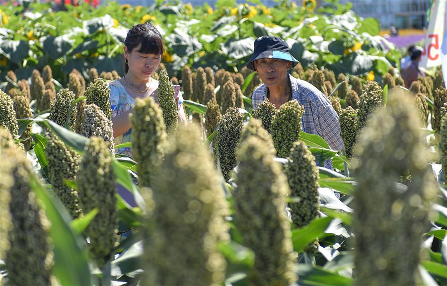 CHINA-JILIN-CHANGCHUN-AGRICULTURE AND FOOD EXPO-CASH CROP (CN)