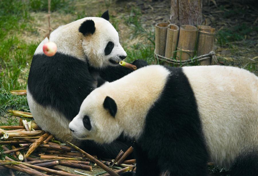 CHINA-QINGHAI-XINING-GIANT PANDAS (CN)