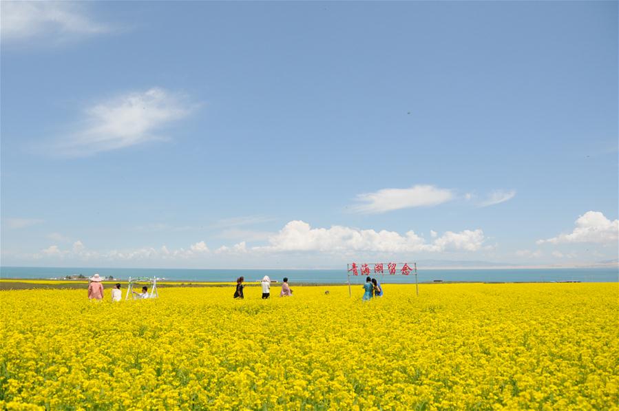 CHINA-QINGHAI-QINGHAI LAKE-NEW LOOK(CN)